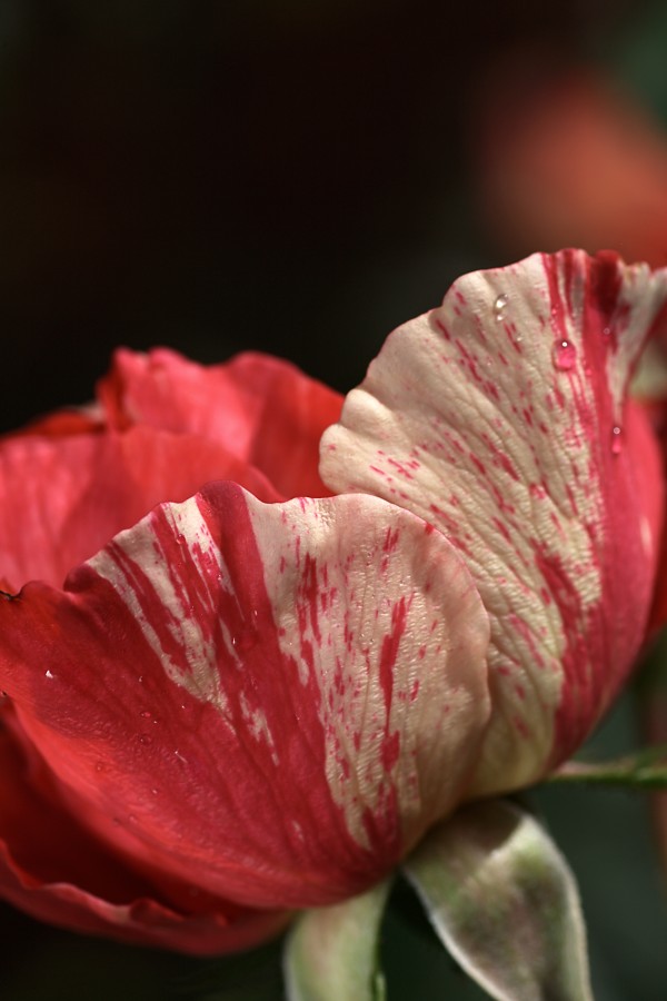 Grimald Bush Rose by Joy Watson